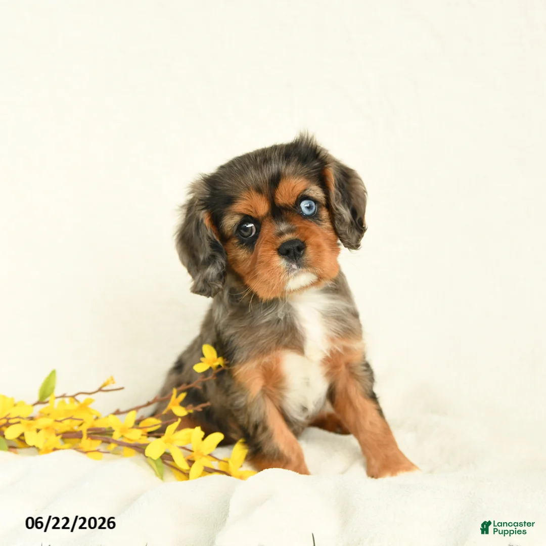 Cavalier King Charles Spaniel dogs for sale: Michelle - Ad 1