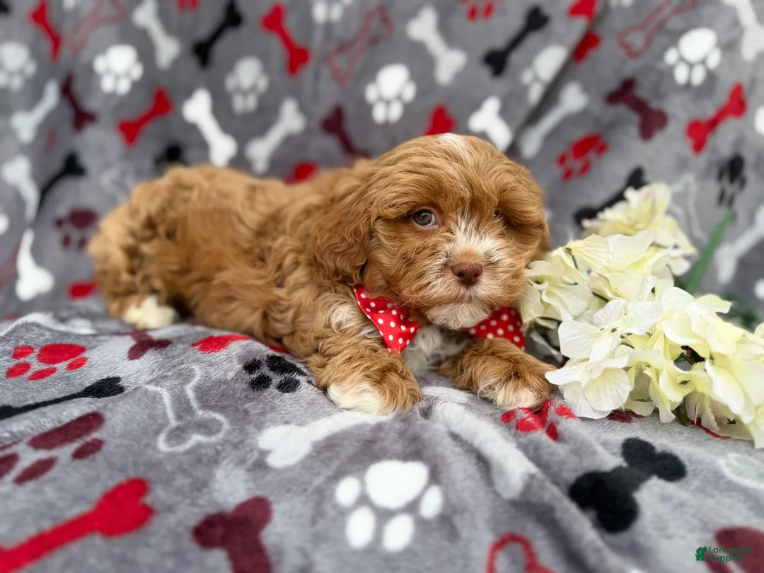 Shihpoo dogs for sale: Canyon - Ad 8