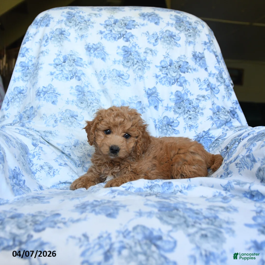 Labradoodle dogs for sale: Mitch - Ad 3