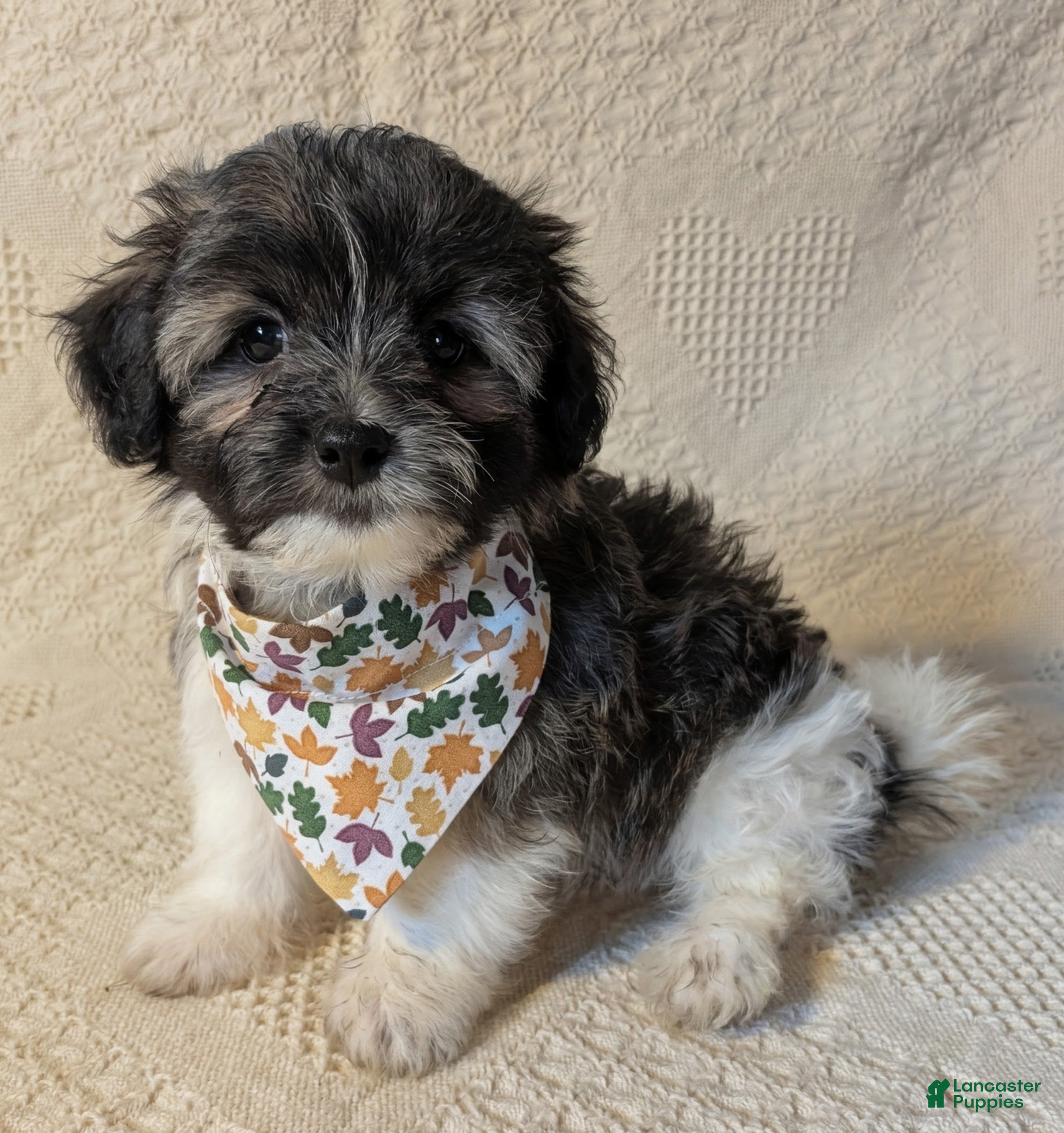 Mixed Breed dogs for sale: Xing - Ad 1