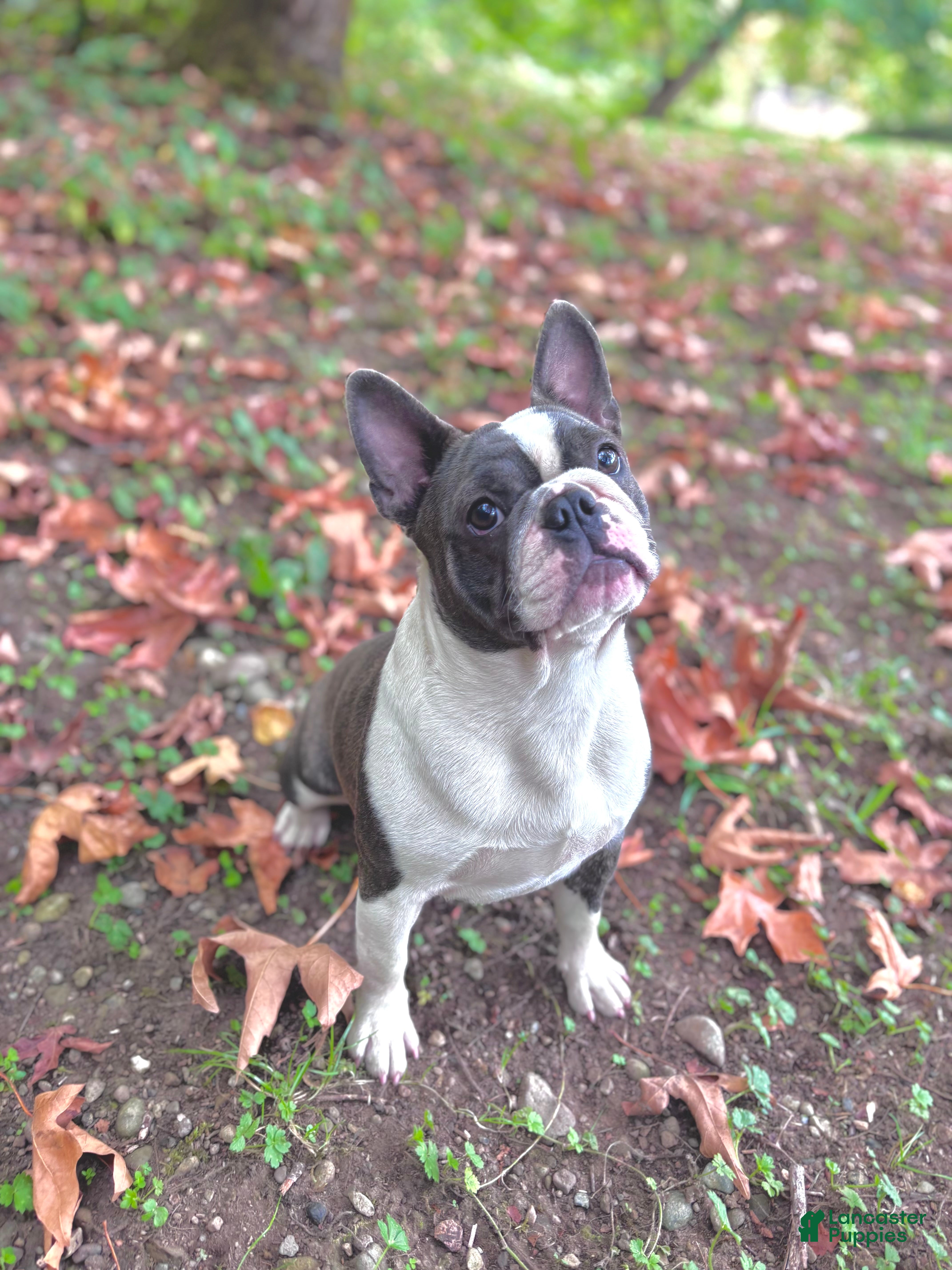 Frenchton dogs for sale: Pei Lei - Ad 5