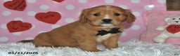 Miniature Golden Retriever dogs for sale: Romeo - Ad 4