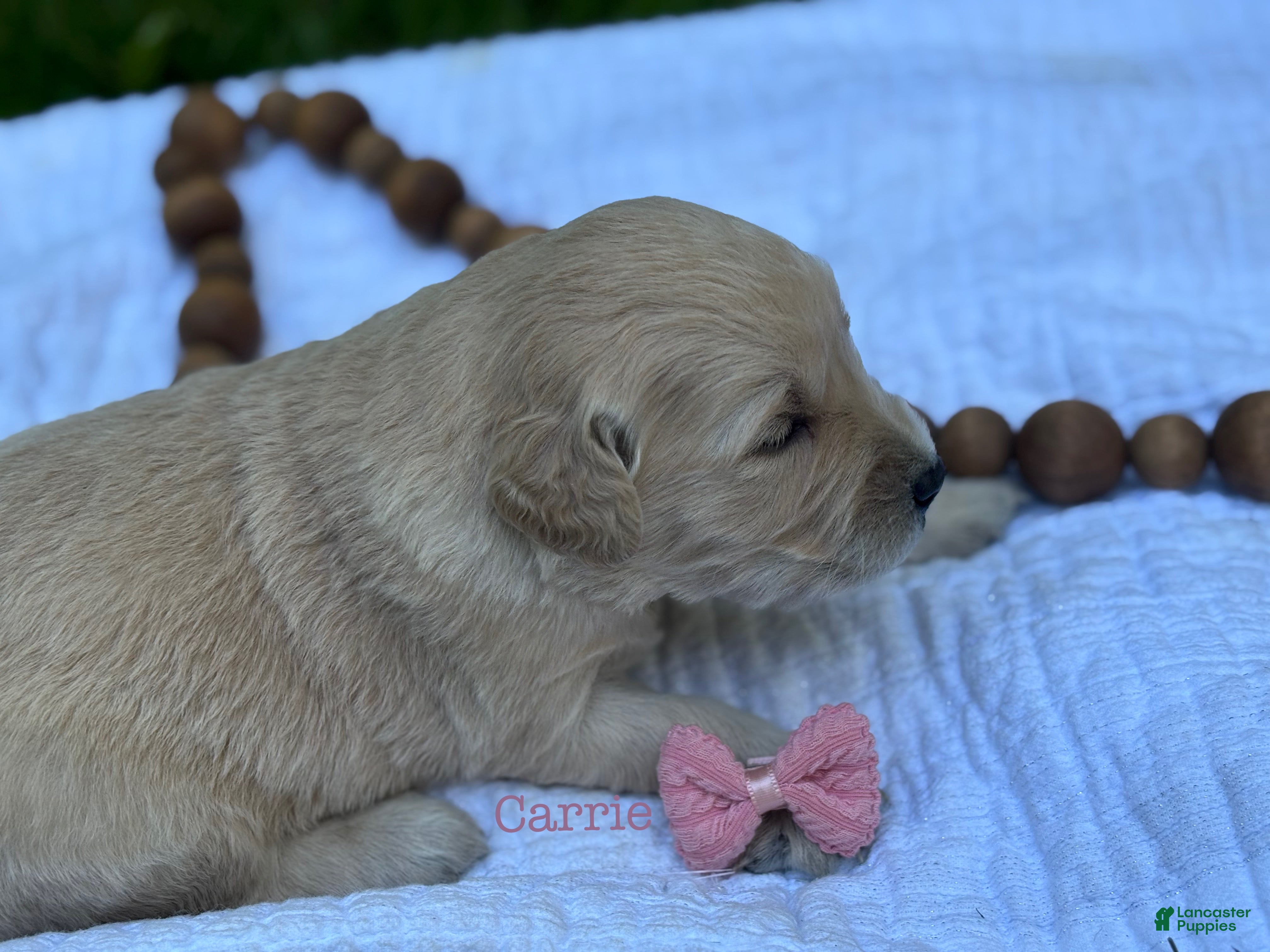 Golden Retriever dogs Carrie - Ad 1