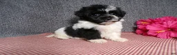 Havanese dogs for sale: Kandi - Ad 4