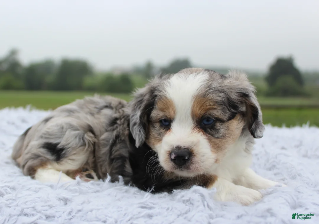 Mini Aussiedoodle dogs for sale: Mini Aussiedoodle 1 - Ad 2