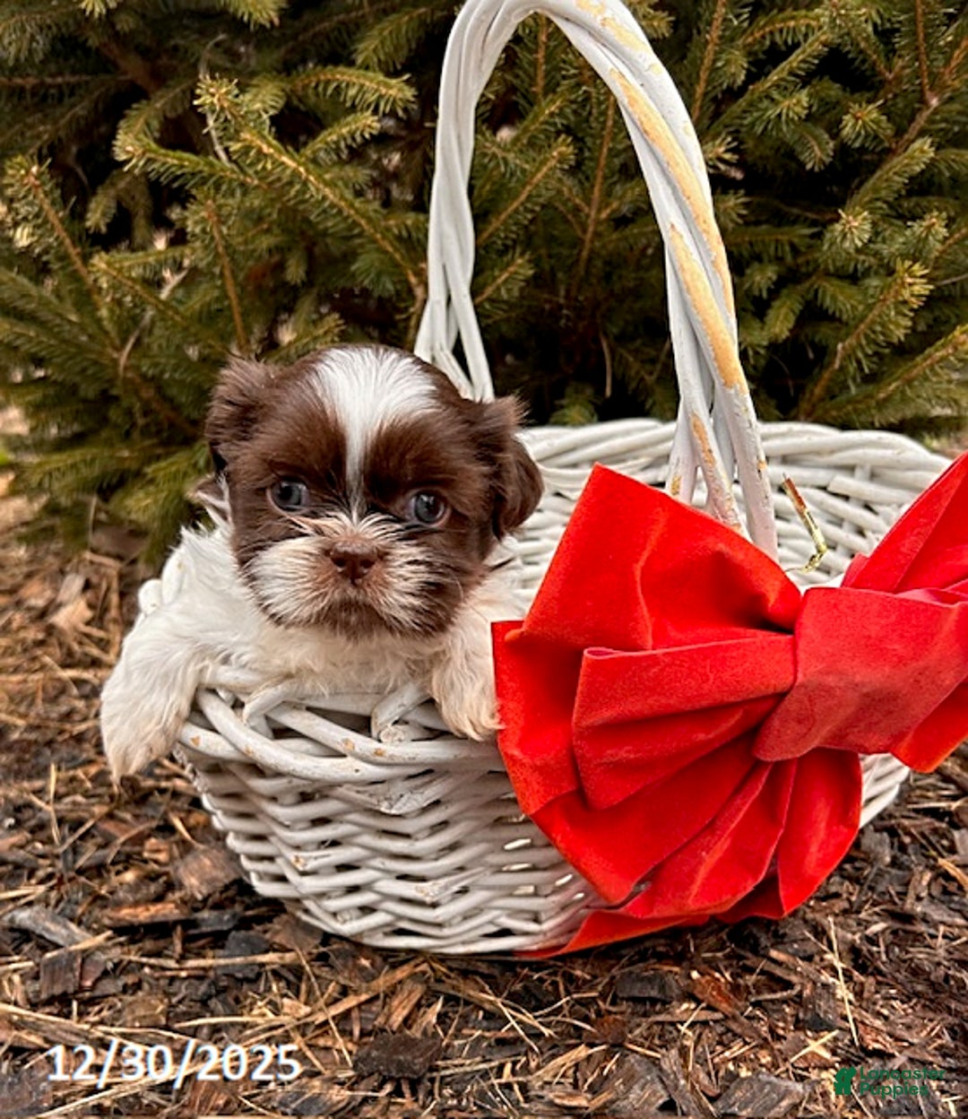 Shih Tzu dogs for sale: Buddy - Ad 2