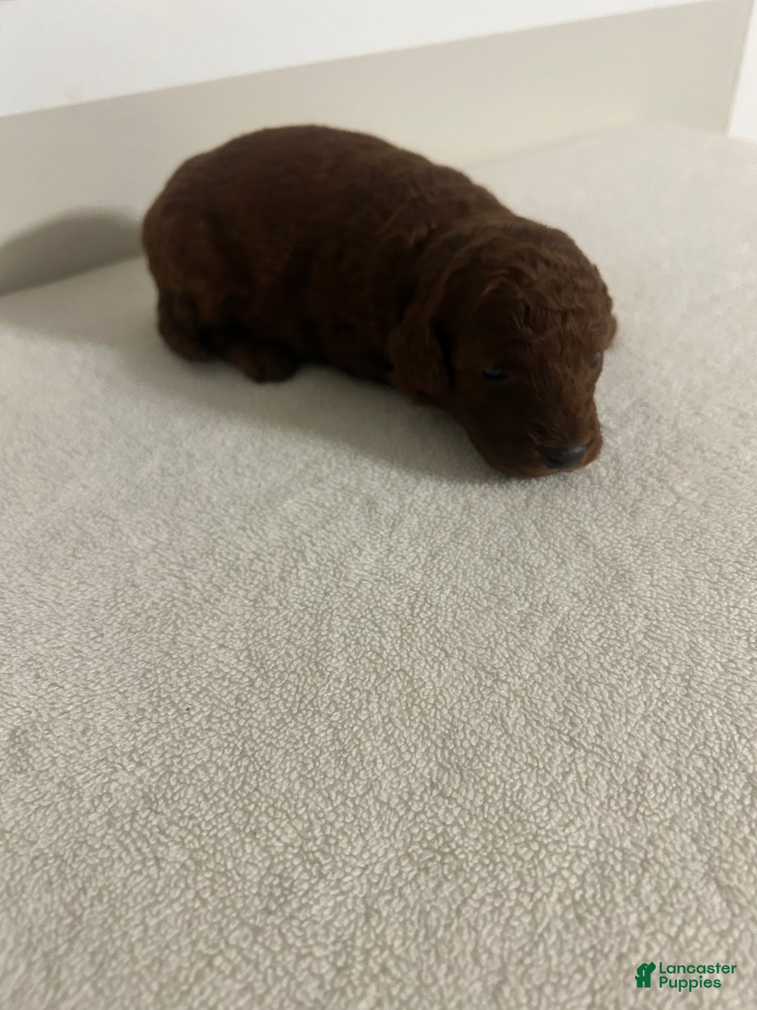 Mini Goldendoodle dogs for sale: Clarabelle - Ad 1