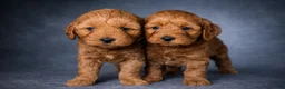 Mini Goldendoodle dogs for sale: Darla - Ad 2