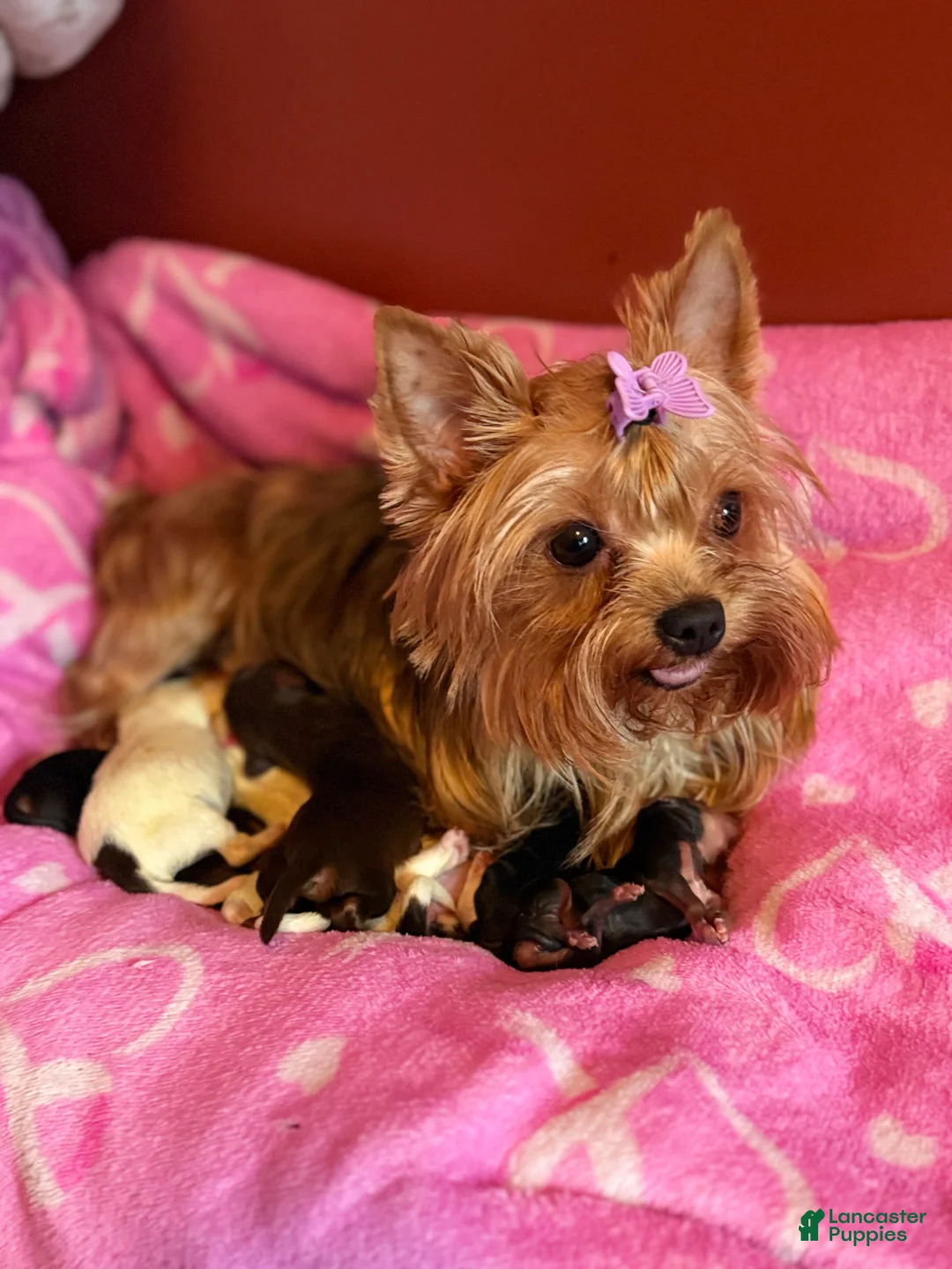 Yorkshire Terrier dogs for sale: Yorkshire Terrier Puppy 3 - Ad 2