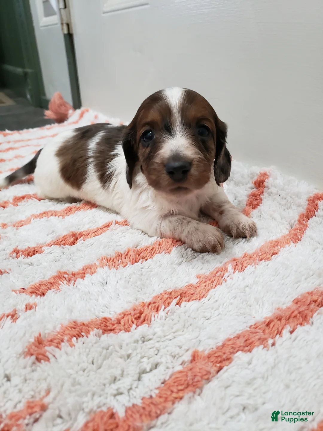 Miniature Dachshund dogs for sale: Rob - Ad 5
