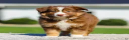 Miniature Australian Shepherd dogs for sale: Hans - Ad 3