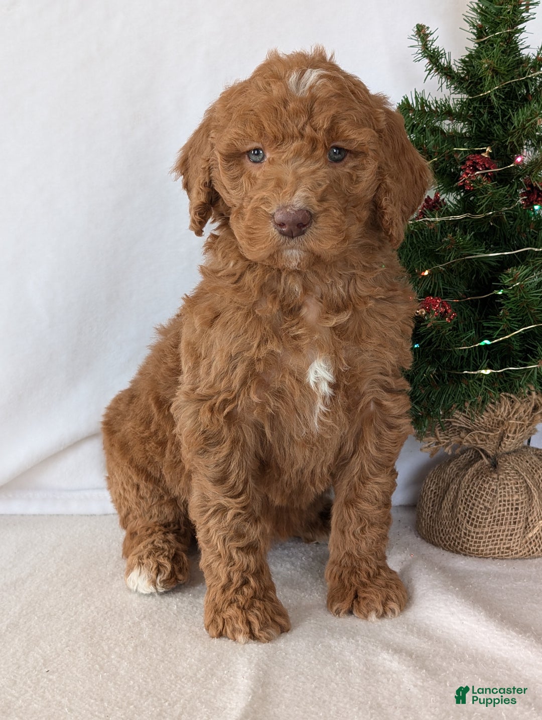 Goldendoodle dogs for sale: Miss Gracie  - Ad 16