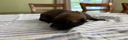 Belgian Malinois dogs for sale: Belgian Malinois 2 - Ad 2
