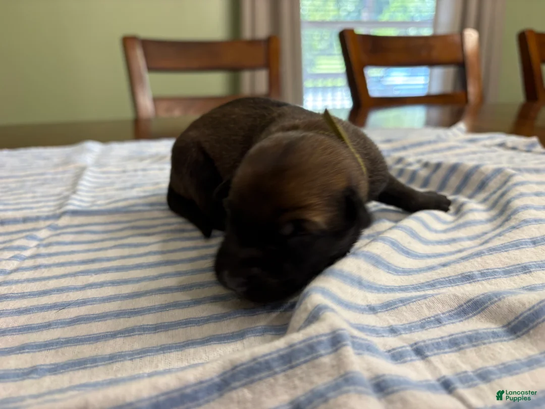 Belgian Malinois dogs for sale: Belgian Malinois 2 - Ad 2