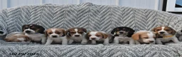 Mixed Breed dogs for sale: Patrick - Ad 5
