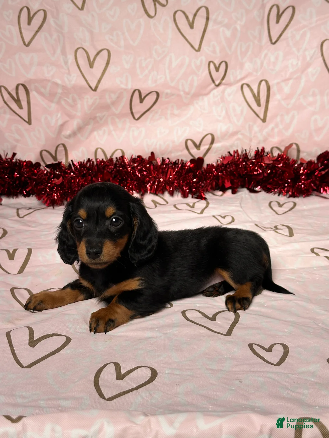 Miniature Dachshund dogs for sale: Emily - Ad 4