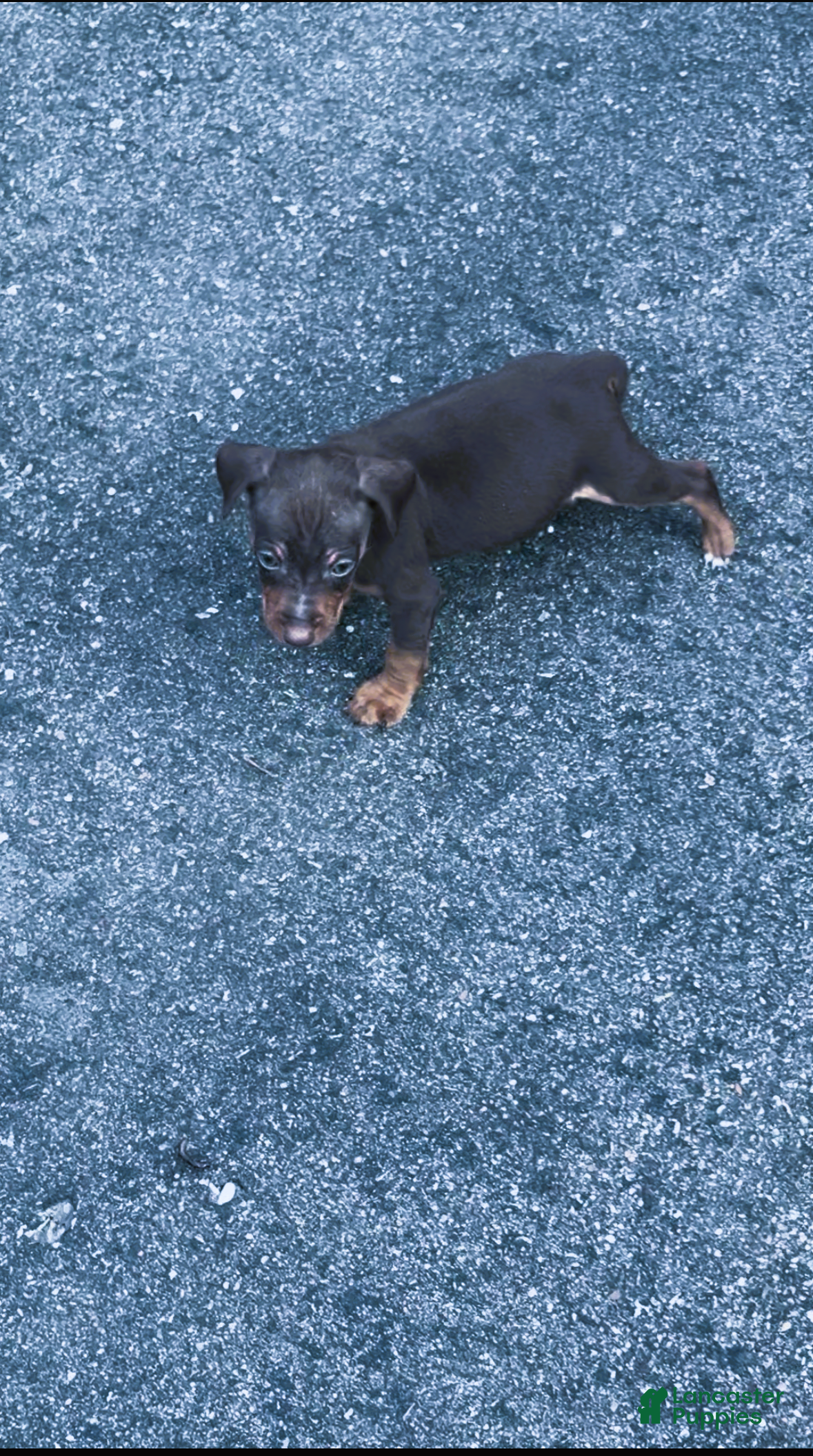 Miniature Pinscher dogs Miniature Pinscher Boy #2 - Ad 1