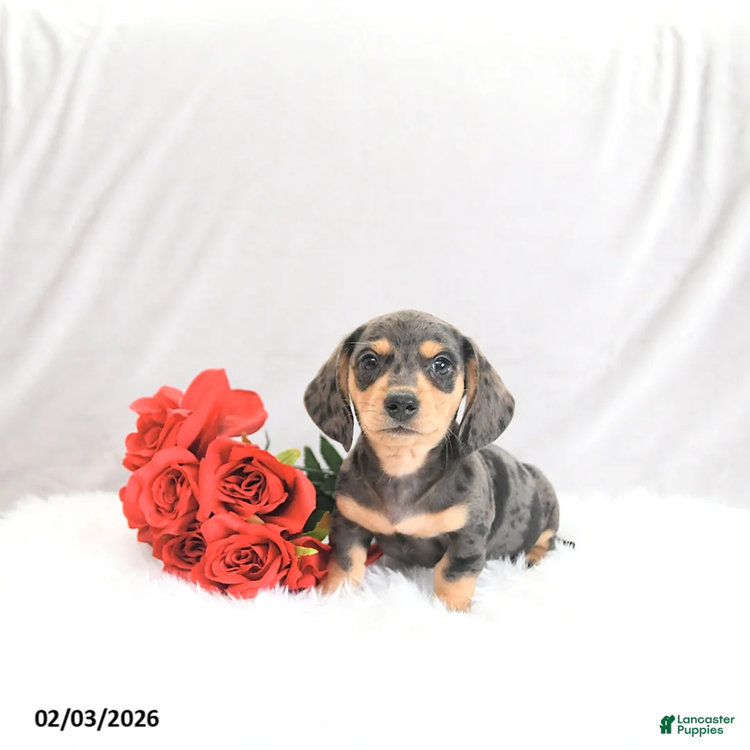 Miniature Dachshund dogs for sale: Pilot - Ad 5