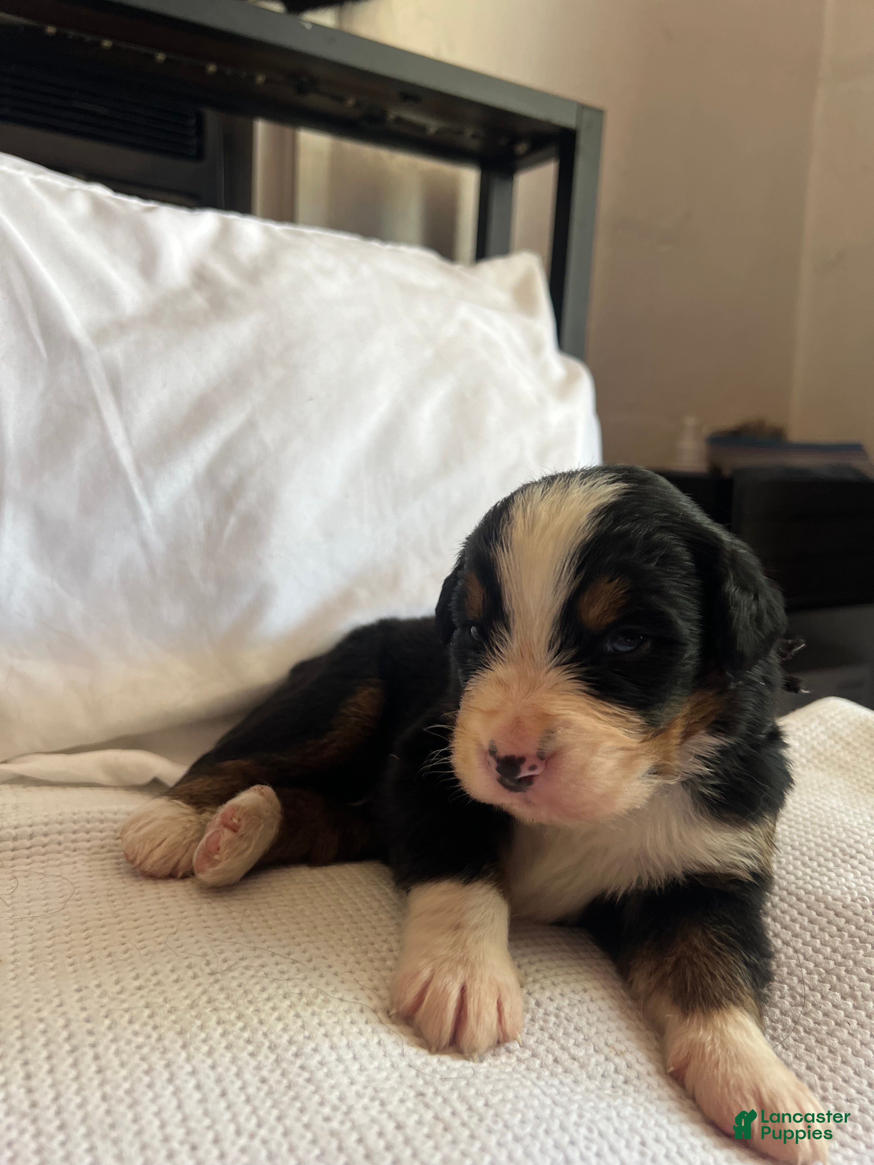 Bernese Mountain Dog dogs Black Male - Ad 10