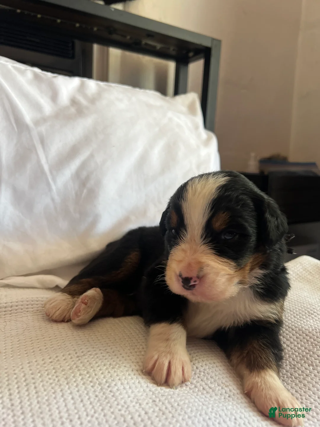 Bernese Mountain Dog dogs for sale: Black Male - Ad 1