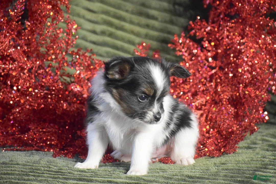 Papillon dogs for sale: Birch - Ad 3