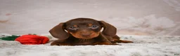 Miniature Dachshund dogs for sale: Sawyer - Ad 4