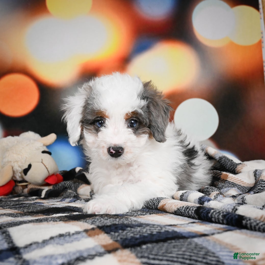 Mini Bernedoodle dogs Gunner - Ad 2