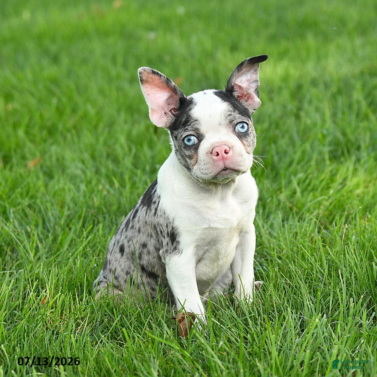 Boston Terrier dogs Bella   - Ad 2