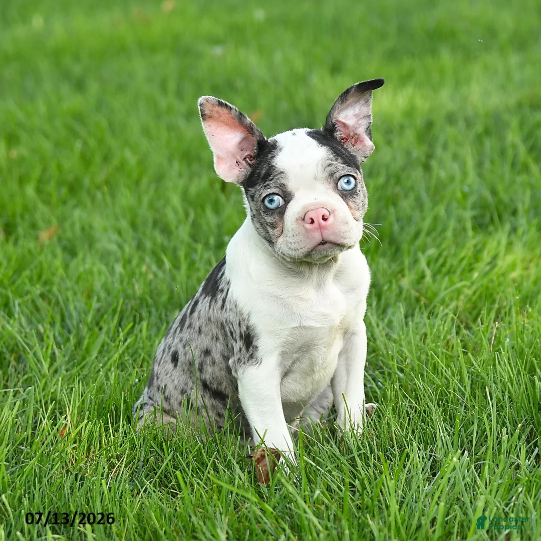 Boston Terrier dogs for sale: Bella   - Ad 2