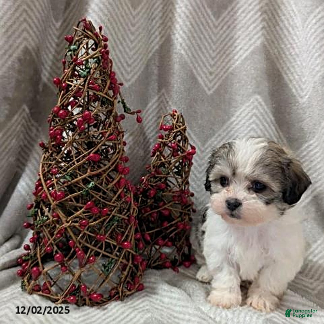 Teddy Bear dogs for sale: Izzy - Ad 2