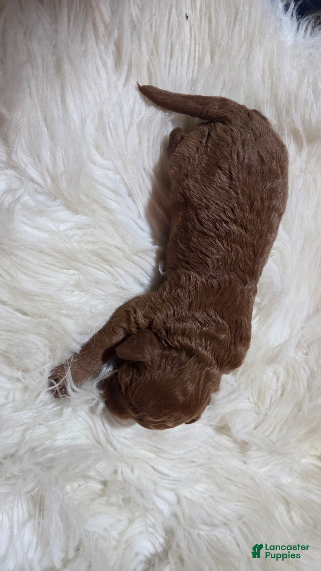 Cavapoo dogs for sale: Graham - Ad 8
