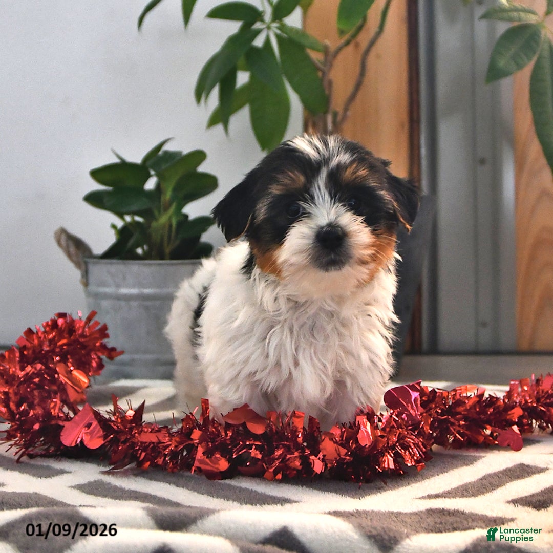 Mixed Breed dogs for sale: Carter - Ad 3