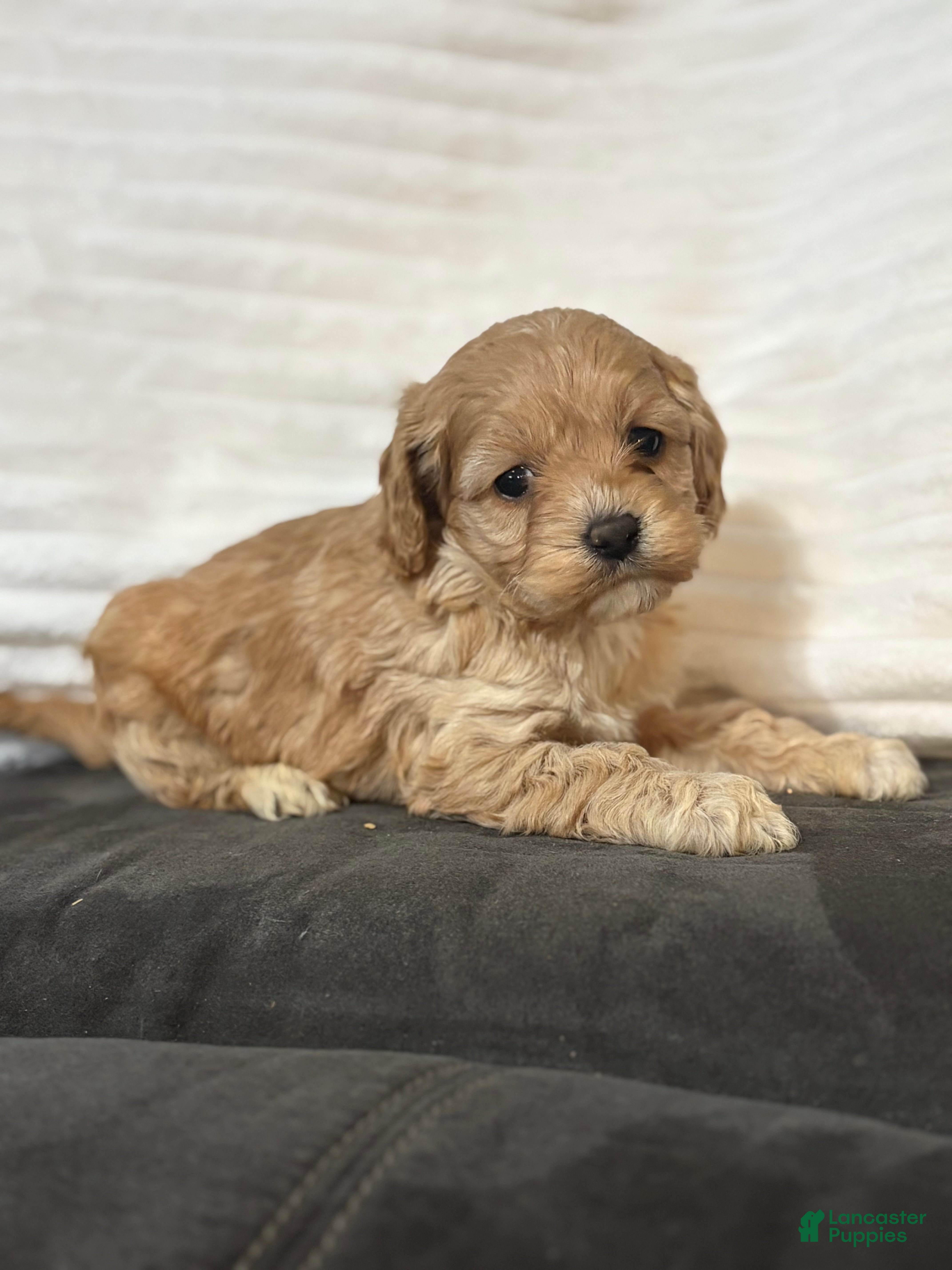 Cockapoo dogs Jaylen - Ad 2