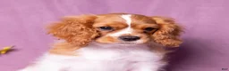 Cavalier King Charles Spaniel dogs for sale: Oswald - Ad 3