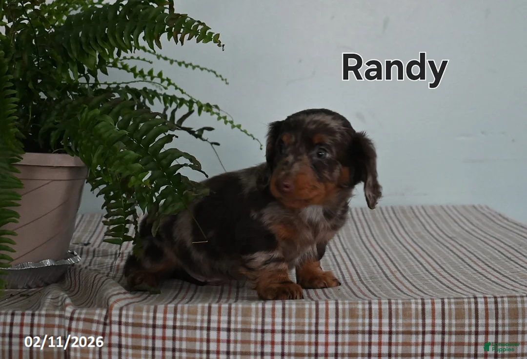 Miniature Dachshund dogs for sale: Randy - Ad 3