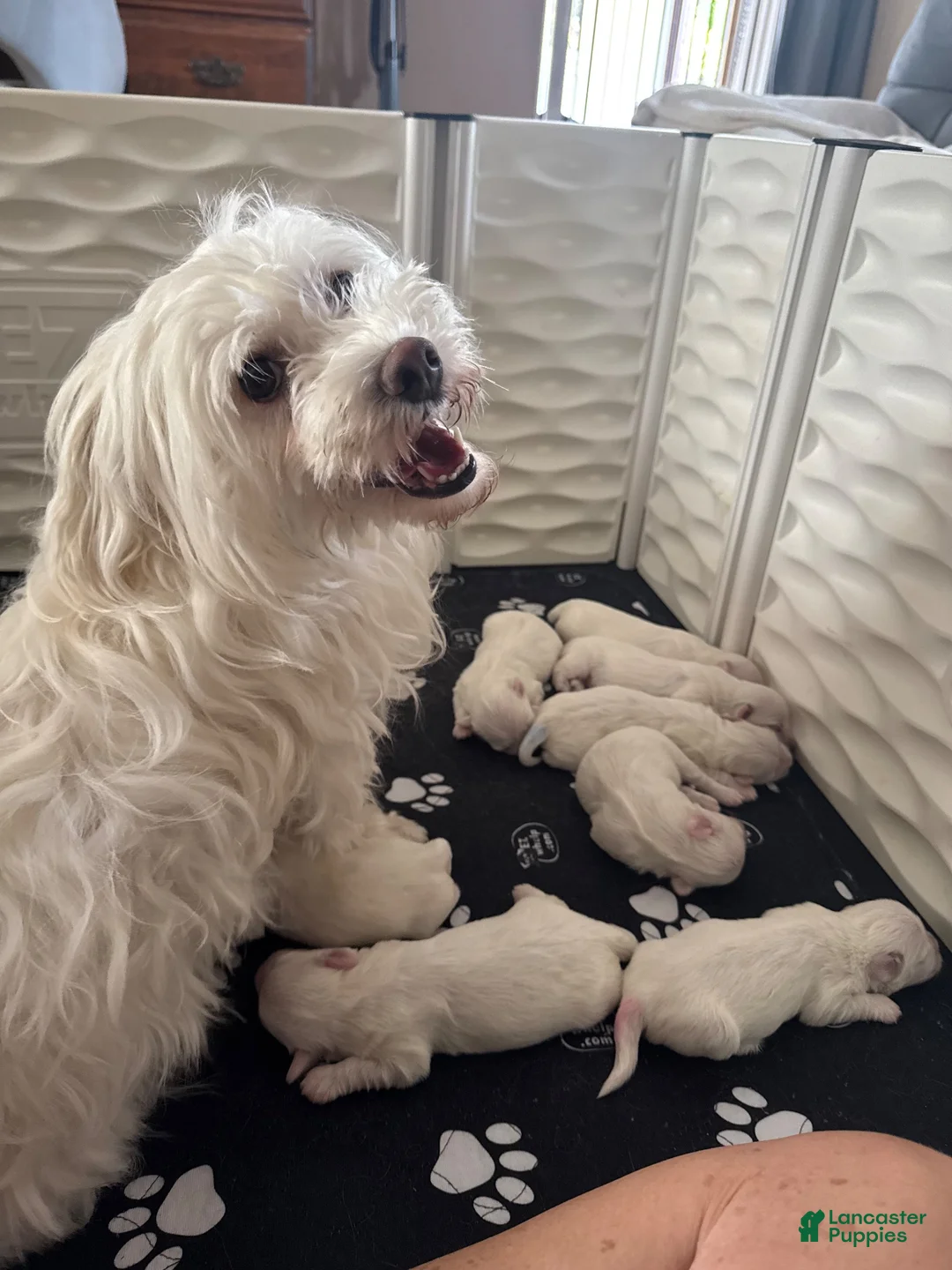 Coton De Tulear dogs for sale: Jojo Coton De Tulear 3 - Ad 2