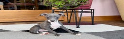 Italian Greyhound dogs for sale: Kk - Ad 22