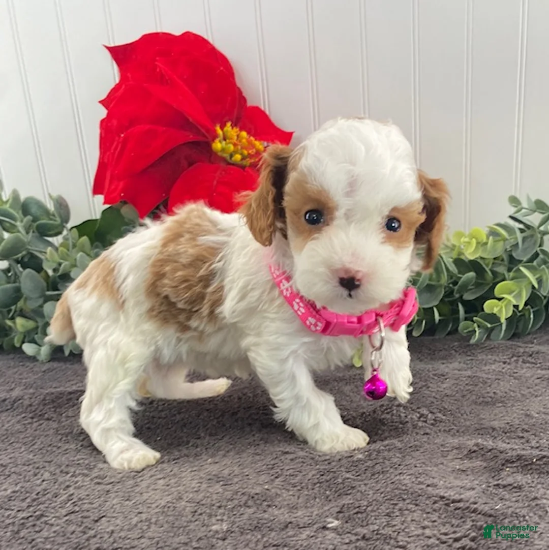 Toy Poodle dogs for sale: Kandy-tiny - Ad 4