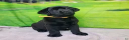 Labrador Retriever dogs for sale: Annie - Ad 4