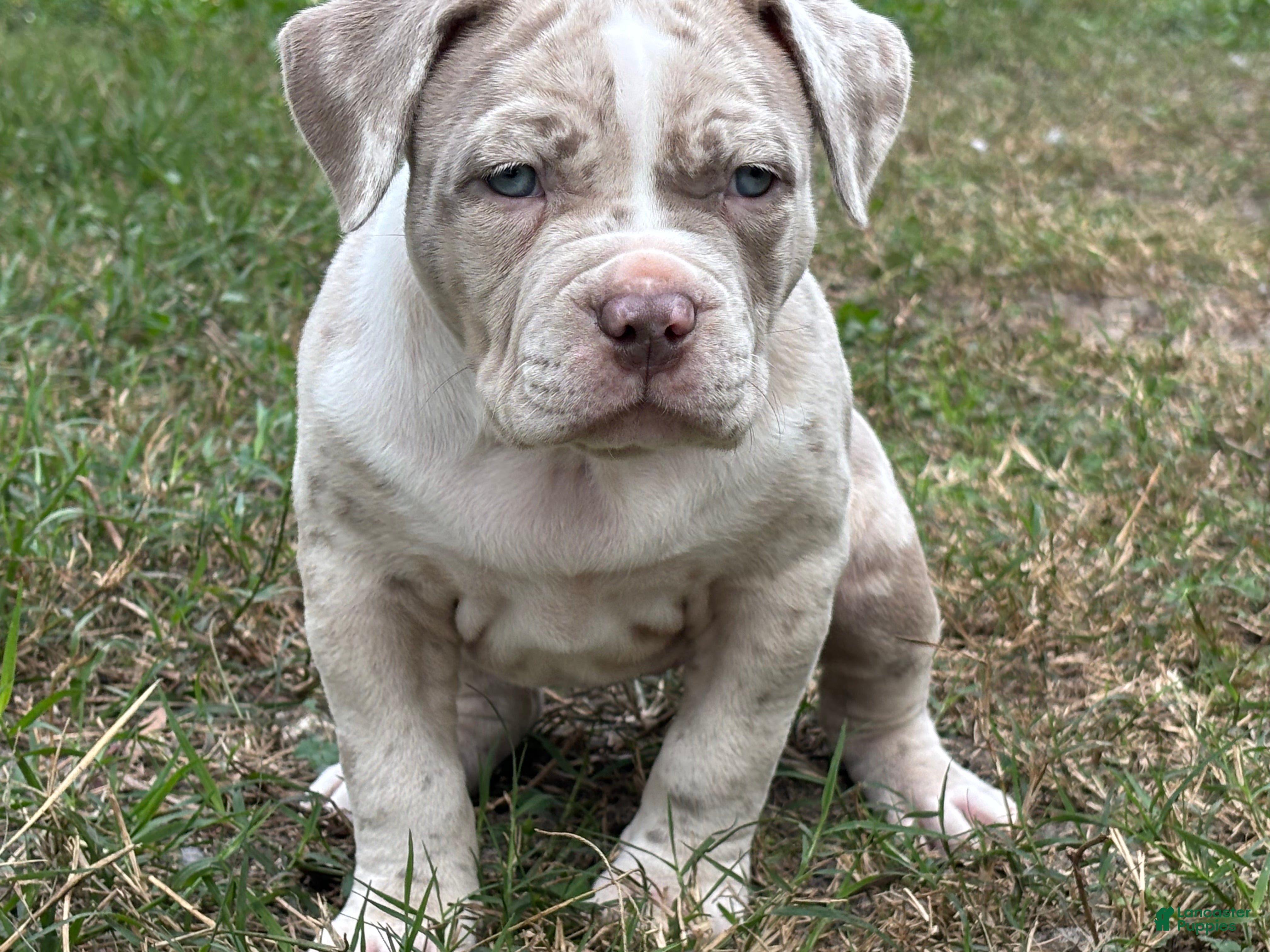 American Bully dogs FIJI The XL Bully - Ad 2