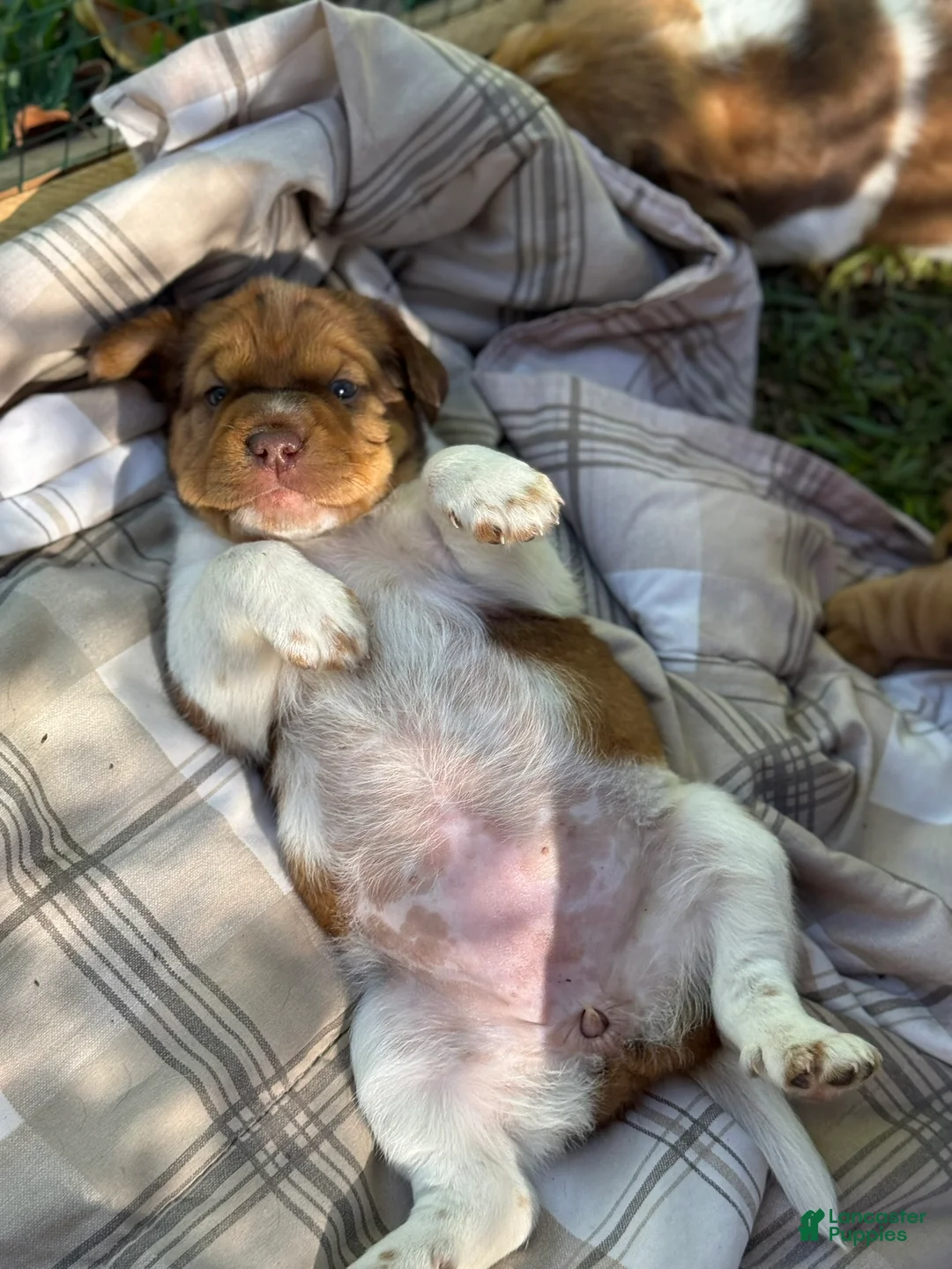 Mini Hippo dogs for sale: Mini Hippo - Avena - Ad 4