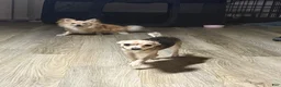Chihuahua dogs for sale: Nova - Ad 5