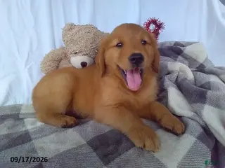 Golden Retriever dogs Pumpkin - Ad 20