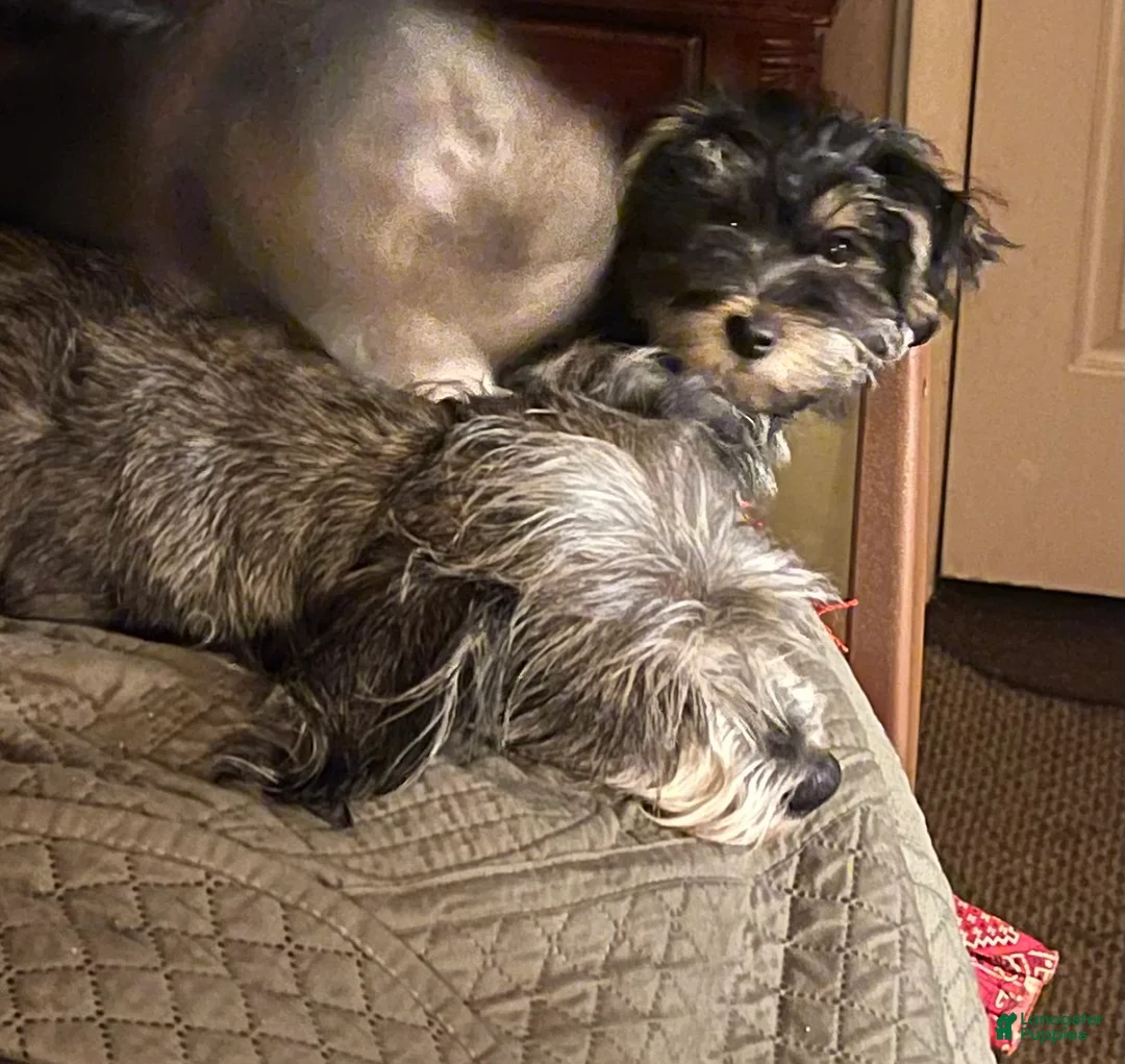 Mixed Breed dogs for sale: Cruze  - Ad 2
