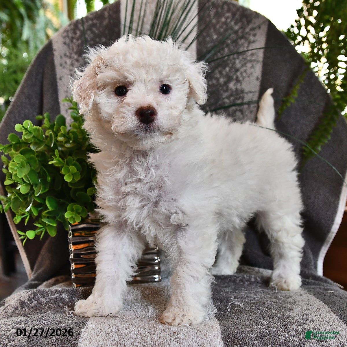 Bichpoo dogs Bailey - Ad 20