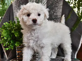 Bichpoo dogs Bailey - Ad 20