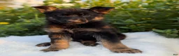 German Shepherd dogs for sale: Viper - Ad 3