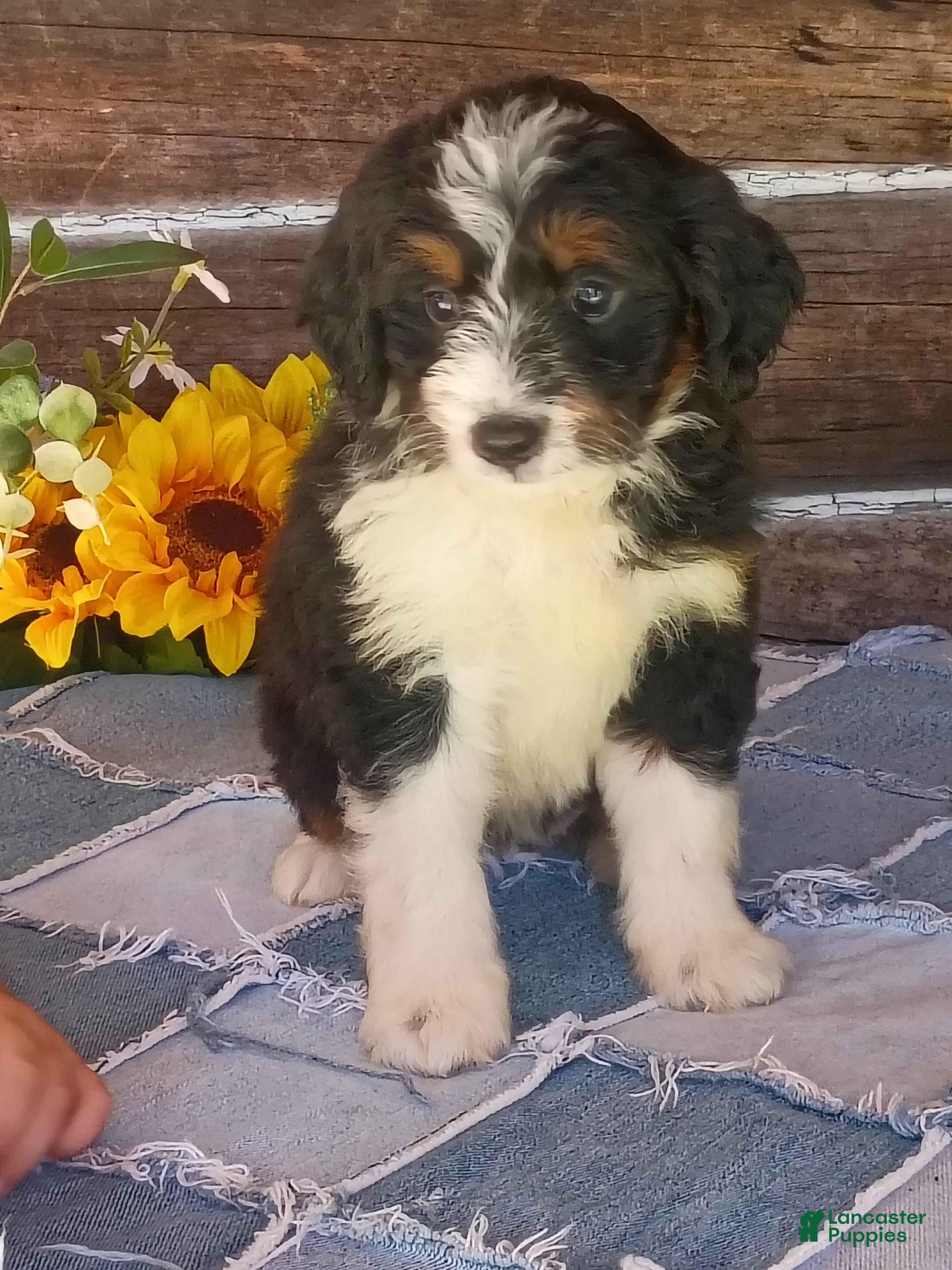 Mini Bernedoodle dogs Mini Bernedoodle 9 - Ad 1