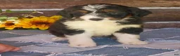 Mini Bernedoodle dogs for sale: Mini Bernedoodle 9 - Ad 1