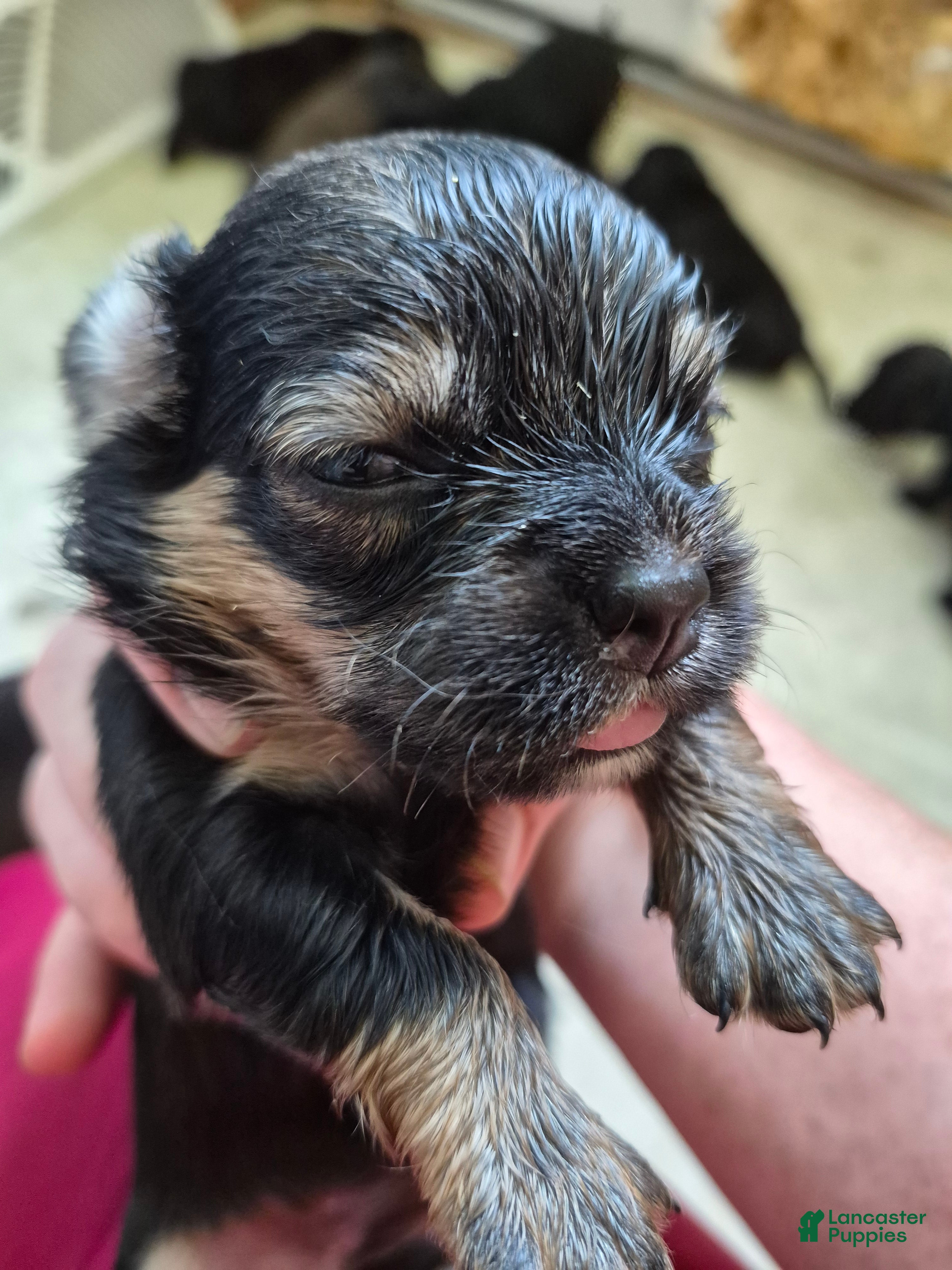 Mixed Breed dogs Mixed Breed 7 - Ad 41